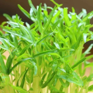 Spinach / Palak Microgreen