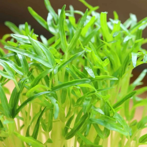 Spinach / Palak Microgreen