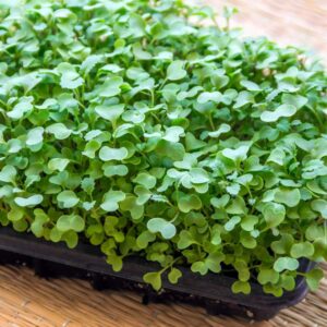 Cabbage Microgreen