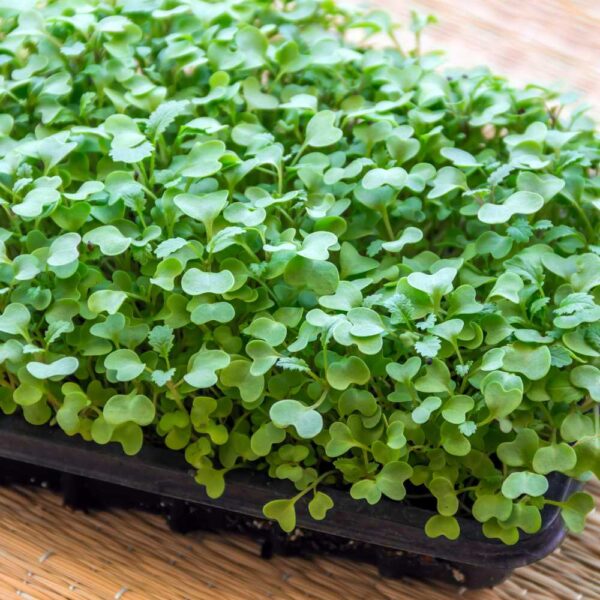 Cabbage Microgreen