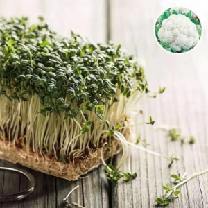 Cauliflower Microgreen