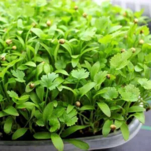 Coriander Microgreen