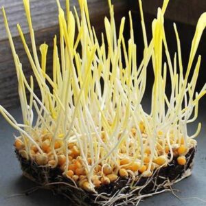 Sunflower Microgreen Seeds