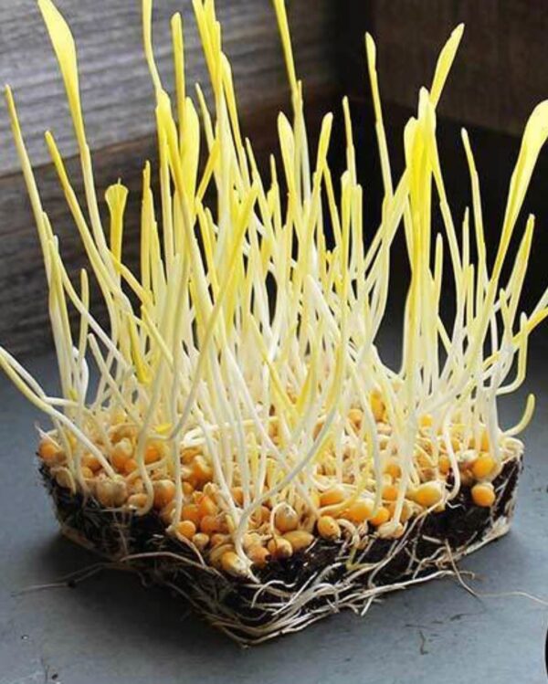 Sunflower Microgreen Seeds