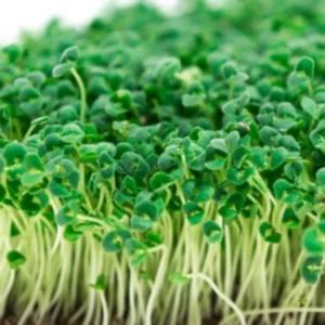 Green Amaranthus Microgreen