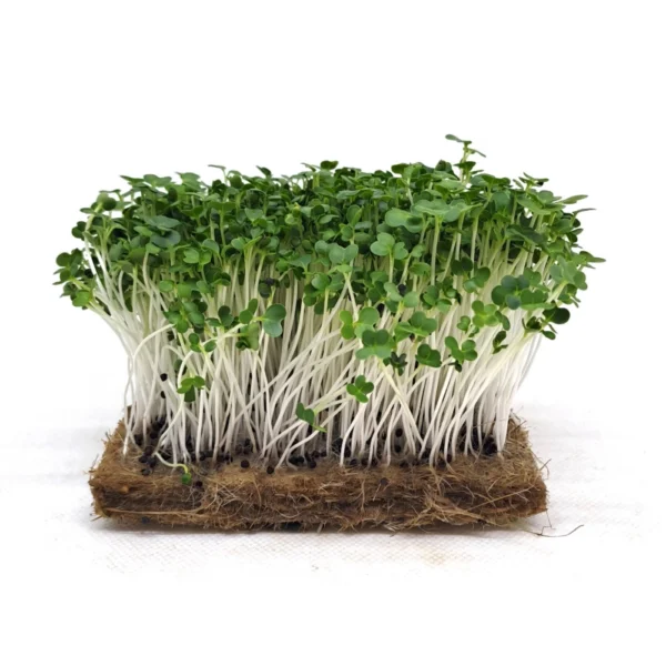 Pak Choi Microgreen