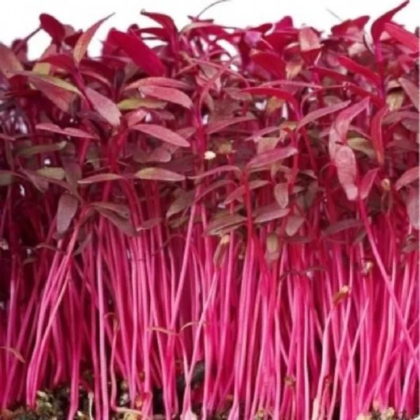 Red Amaranthus Microgreen