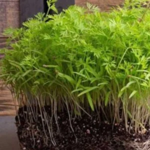 Red Carrot Microgreen
