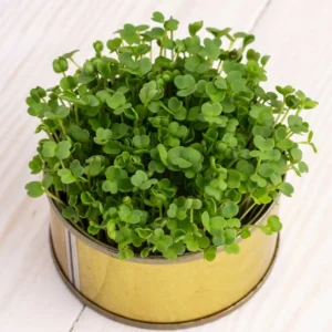 Kale Green Microgreen