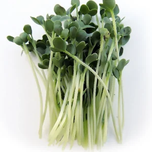 Radish Microgreen Seeds