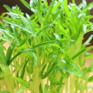 Spinach / Palak Microgreen Seeds