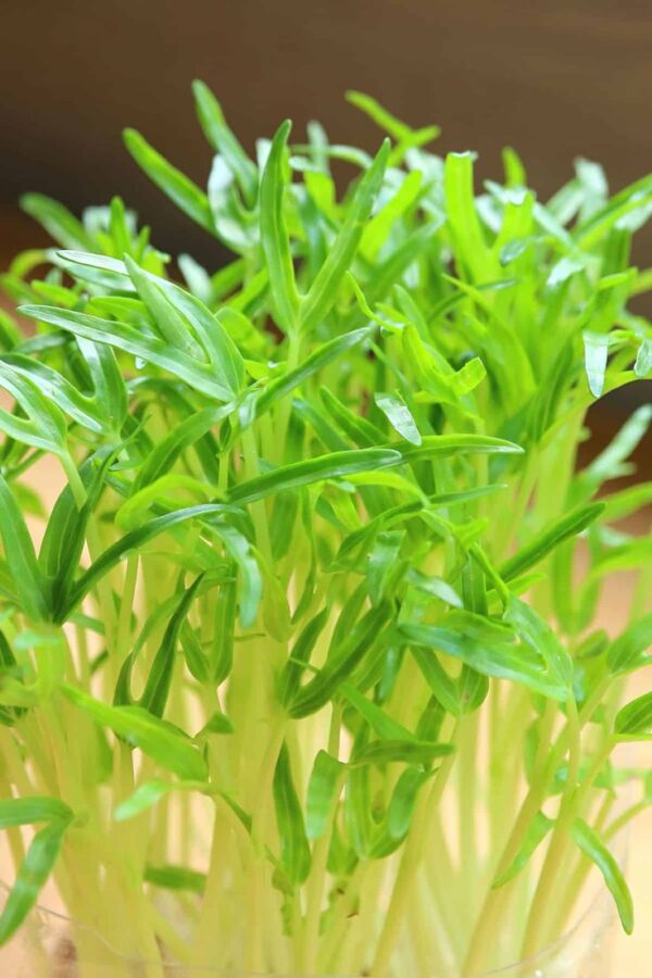 Spinach / Palak Microgreen Seeds