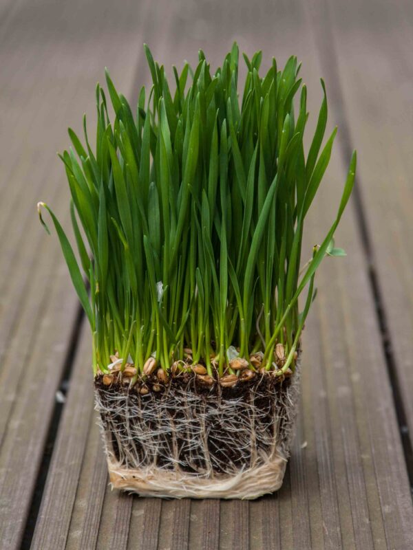 Wheat Grass Microgreen