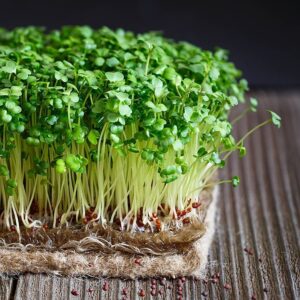 Alfalfa Microgreen Seeds