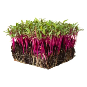 Beet Root Microgreen Seeds