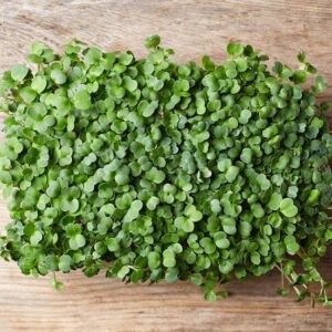 Broccoli Microgreen Seeds