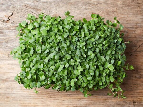 Broccoli Microgreen Seeds
