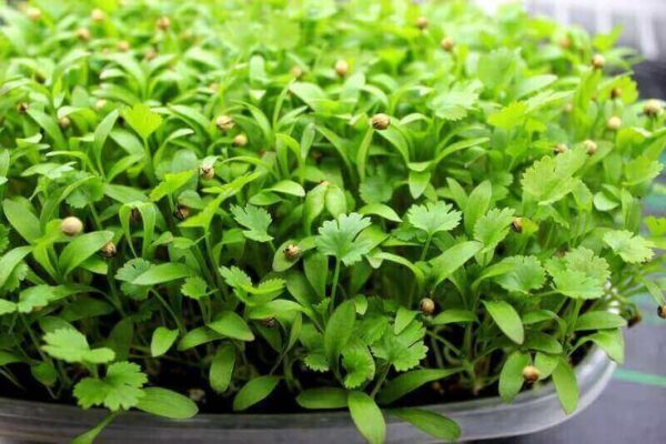 Coriander Microgreen Seeds