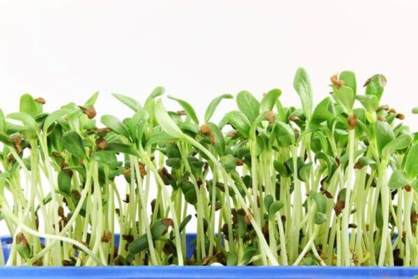 Fenugreek Microgreen Seeds