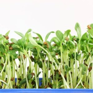Fenugreek Microgreen