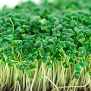 Green Amaranthus Microgreen Seeds