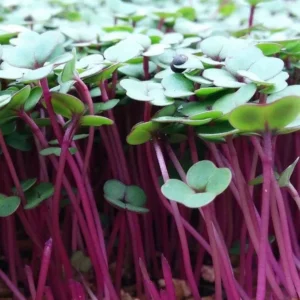 Kale Purple Microgreen Seeds