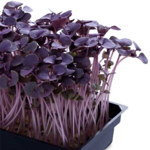 Knolkhol Purple Microgreen Seeds