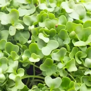 Knolkhol Green Microgreen Seeds