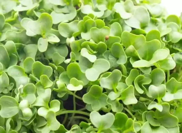 Knolkhol Green Microgreen Seeds