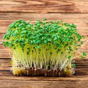 Mustard Microgreen