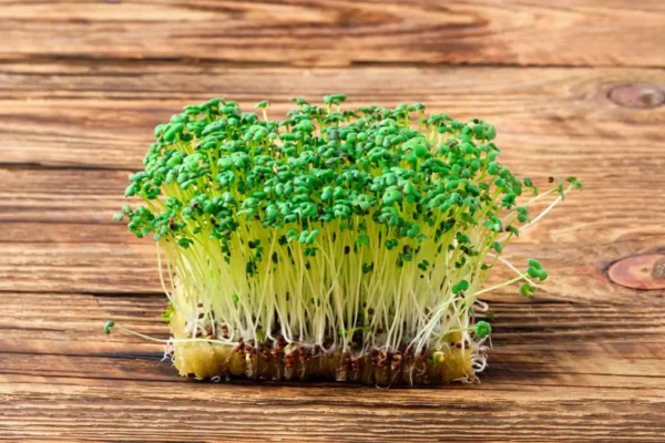 Mustard Microgreen