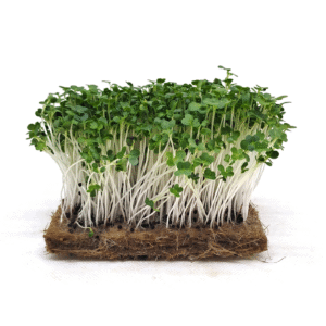 Pak Choi Microgreen Seeds