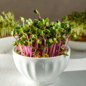 Pink Radish Microgreen Seeds