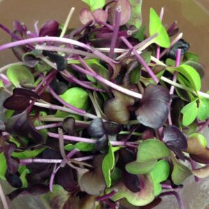 Purple Radish Microgreen Seeds