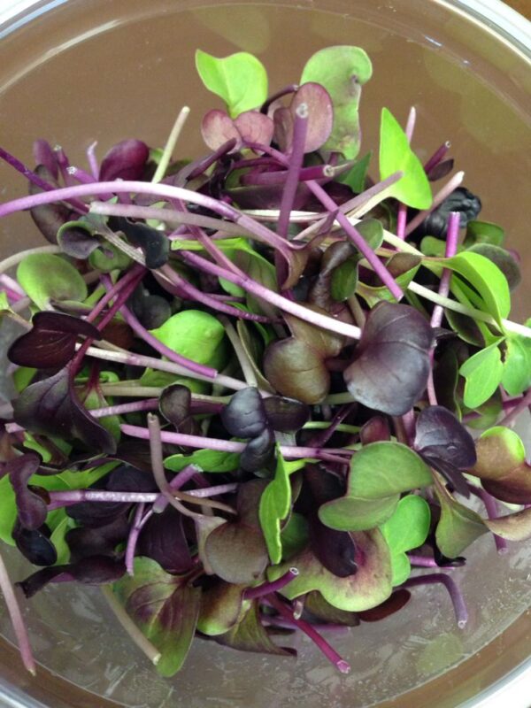 Purple Radish Microgreen Seeds
