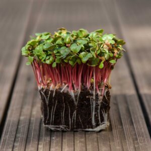 Pink Radish Microgreen