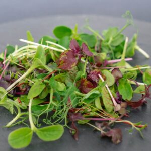 Mix Microgreen