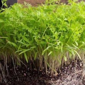 Red Carrot Microgreen Seeds