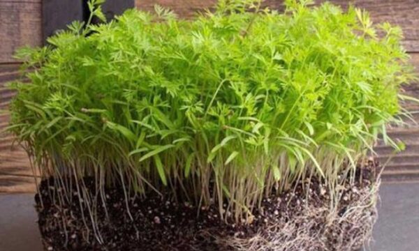 Red Carrot Microgreen Seeds