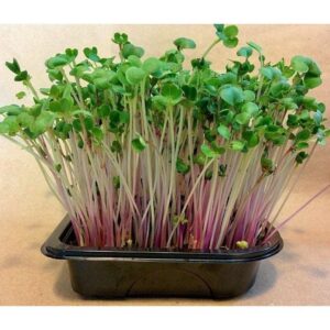Red Radish Microgreen Seeds