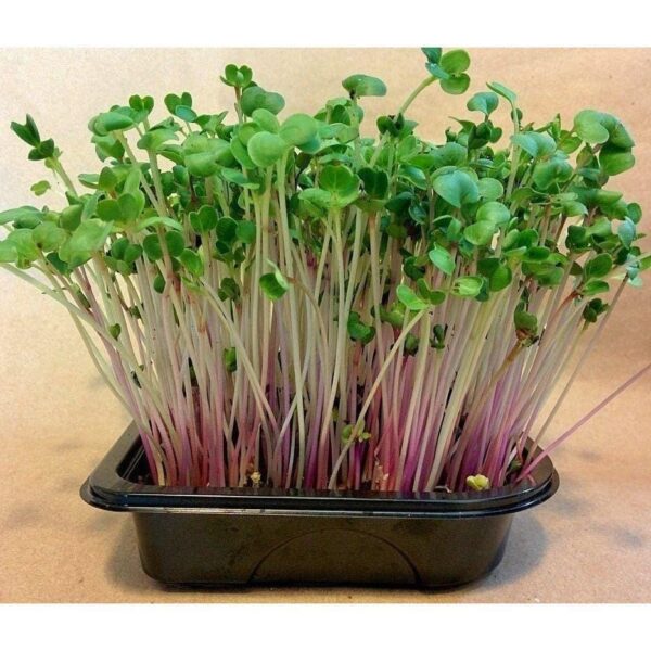 Red Radish Microgreen Seeds